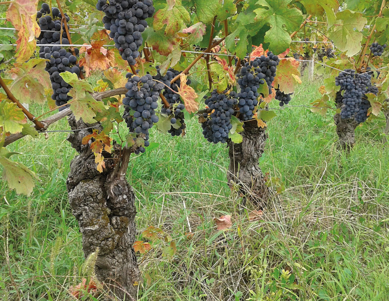 Vineyard Malinat,La Rondolina,Giaconi