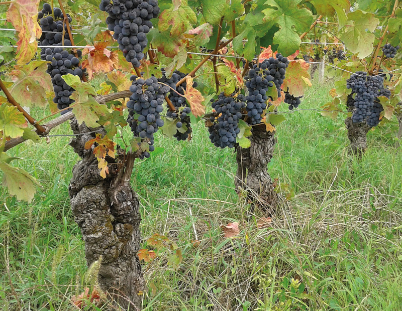 Vigneti Malinat,La Rondolina,Giaconi