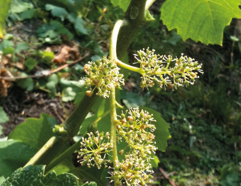 Vineyard Malinat,La Rondolina,Giaconi