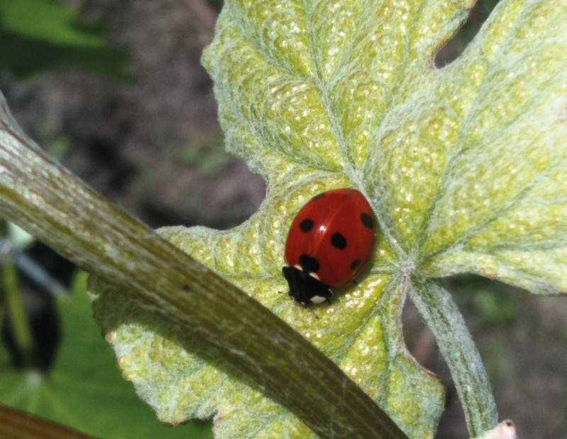 Vigneti Malinat,La Rondolina,Giaconi